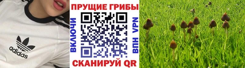 mega ТОР  продажа наркотиков  Дедовск  Псилоцибиновые грибы мицелий 