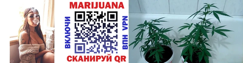 где найти   Дедовск  Бошки марихуана сатива 